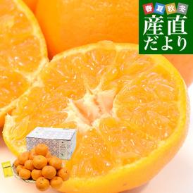 愛媛県産 JAにしうわ みつる共選 ポンカン ご家庭用 2LからLサイズ 約3キロ（16玉から24玉前後） 送料無料 にしうわ ぽんかん 柑橘 訳あり