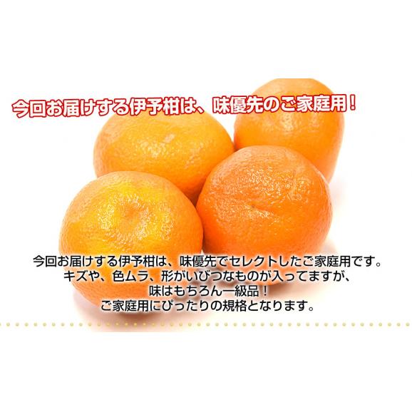 愛媛県産 JAにしうわ みつる共選 いよかん ご家庭用 2LからLサイズ 約4キロ(14玉から18玉前後) 送料無料 にしうわ 西宇和 伊予柑04