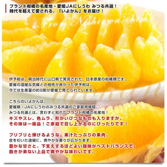 愛媛県産 JAにしうわ みつる共選 いよかん ご家庭用 2LからLサイズ 約4キロ(14玉から18玉前後) 送料無料 にしうわ 西宇和 伊予柑05