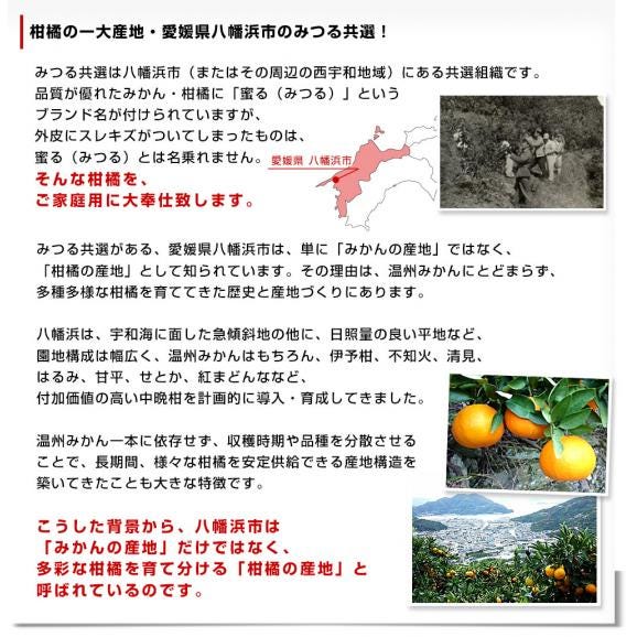 愛媛県産 JAにしうわ みつる共選 いよかん ご家庭用 2LからLサイズ 約4キロ(14玉から18玉前後) 送料無料 にしうわ 西宇和 伊予柑06