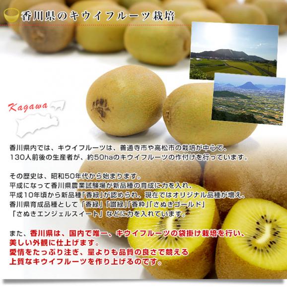 香川県より産地直送 JA香川県 さぬきエメラルド 小玉 約2.2キロ(28玉) 国産キウイフルーツ 送料無料 きうい キウイフルーツ06