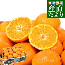 【家計応援価格！】愛媛県産 はるみ 赤〇以上 約5キロ 3LからLサイズ (18玉から30玉前後）送料無料 柑橘 ハルミ