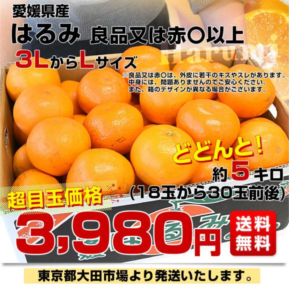 愛媛県産 はるみ 良品又は赤〇以上 約5キロ 3LからLサイズ (18玉から30玉前後）送料無料 柑橘 ハルミ03