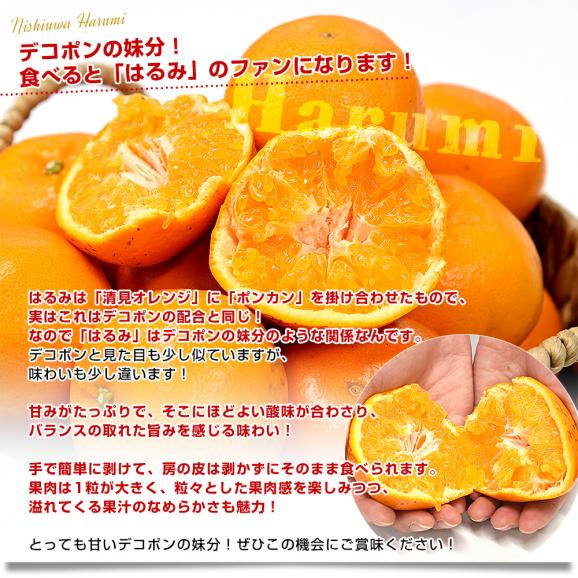 【家計応援価格！】愛媛県産 はるみ 赤〇以上 約5キロ 3LからLサイズ (18玉から30玉前後）送料無料 柑橘 ハルミ04