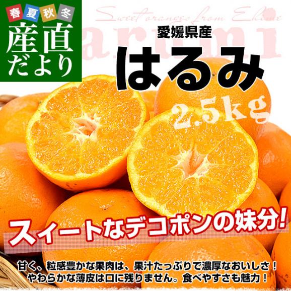 【家計応援価格！】愛媛県産 はるみ 赤〇以上 約2.5キロ 3LからLサイズ (9玉から15玉前後）送料無料 柑橘 ハルミ02