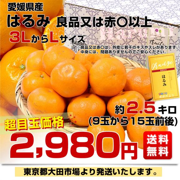 家計応援価格！】愛媛県産 はるみ 良品又は赤〇以上 約2.5キロ 3LからL