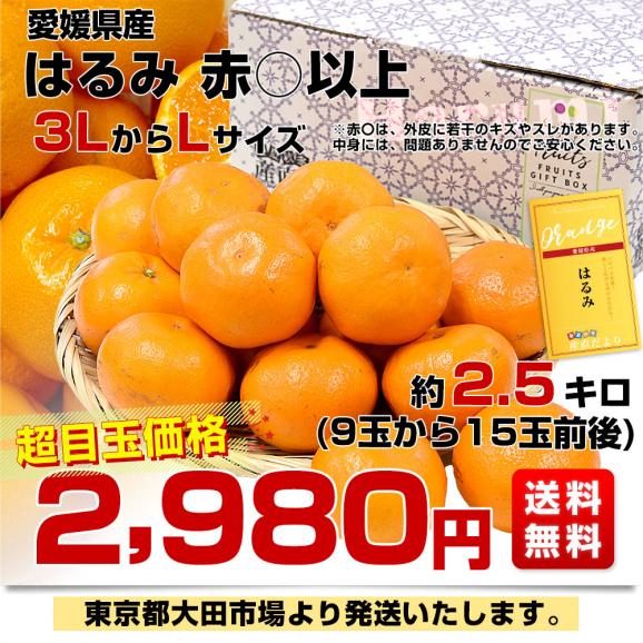 【家計応援価格！】愛媛県産 はるみ 赤〇以上 約2.5キロ 3LからLサイズ (9玉から15玉前後）送料無料 柑橘 ハルミ03