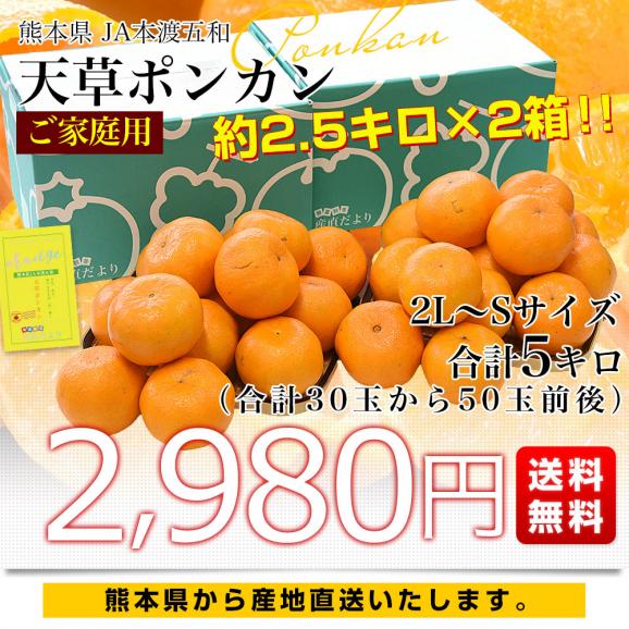 【家計応援価格!】熊本県から産地直送 JA本渡五和 天草ポンカン ご家庭用 2LからSサイズ 約2.5キロ×2箱 (合計30玉から50玉前後) 送料無料 ぽんかん 柑橘03