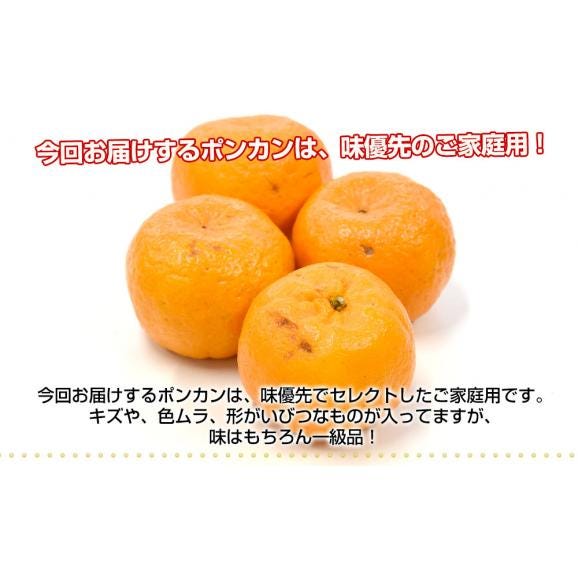 【家計応援価格!】熊本県から産地直送 JA本渡五和 天草ポンカン ご家庭用 2LからSサイズ 約2.5キロ×2箱 (合計30玉から50玉前後) 送料無料 ぽんかん 柑橘04