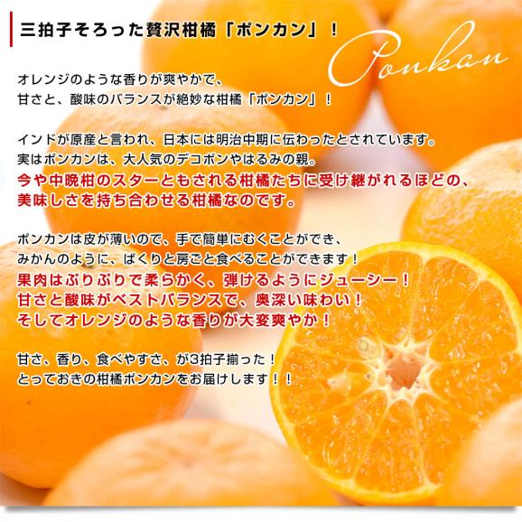 【家計応援価格!】熊本県から産地直送 JA本渡五和 天草ポンカン ご家庭用 2LからSサイズ 約2.5キロ×2箱 (合計30玉から50玉前後) 送料無料 ぽんかん 柑橘05