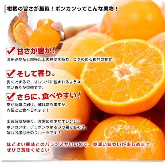 【家計応援価格!】熊本県から産地直送 JA本渡五和 天草ポンカン ご家庭用 2LからSサイズ 約2.5キロ×2箱 (合計30玉から50玉前後) 送料無料 ぽんかん 柑橘06