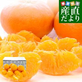 愛媛県産 JAえひめ中央 甘平 青秀品 3LからL 約2.5キロ(6玉から13玉前後) 送料無料 柑橘 オレンジ カンペイ