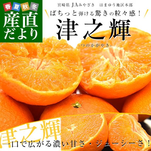 宮崎県 JAみやざき はまゆう地区本部 津之輝(つのかがやき) 秀品 化粧箱 3LからLサイズ 約2キロ(9玉から12玉)送料無料 柑橘 津の輝02