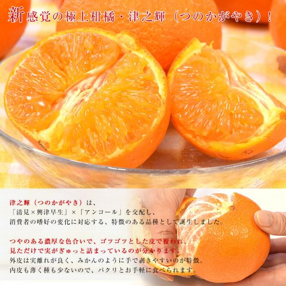 宮崎県 JAみやざき はまゆう地区本部 津之輝(つのかがやき) 秀品 化粧箱 3LからLサイズ 約2キロ(9玉から12玉)送料無料 柑橘 津の輝04