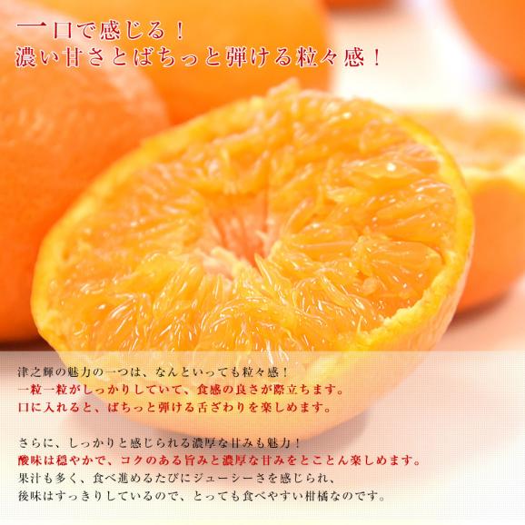 宮崎県 JAみやざき はまゆう地区本部 津之輝(つのかがやき) 秀品 化粧箱 3LからLサイズ 約2キロ(9玉から12玉)送料無料 柑橘 津の輝05