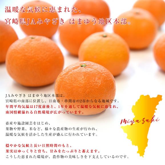 宮崎県 JAみやざき はまゆう地区本部 津之輝(つのかがやき) 秀品 化粧箱 3LからLサイズ 約2キロ(9玉から12玉)送料無料 柑橘 津の輝06