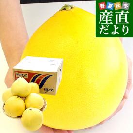 香川県より産地直送 JA香川県 オリジナル文旦 サラダポメロ 約5キロ(4玉から8玉入り) ぽめろ 文旦 讃岐 さぬき 送料無料
