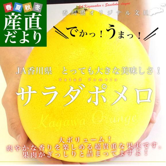 香川県より産地直送 JA香川県 オリジナル文旦 サラダポメロ 約5キロ(4玉から8玉入り) ぽめろ 文旦 讃岐 さぬき 送料無料02