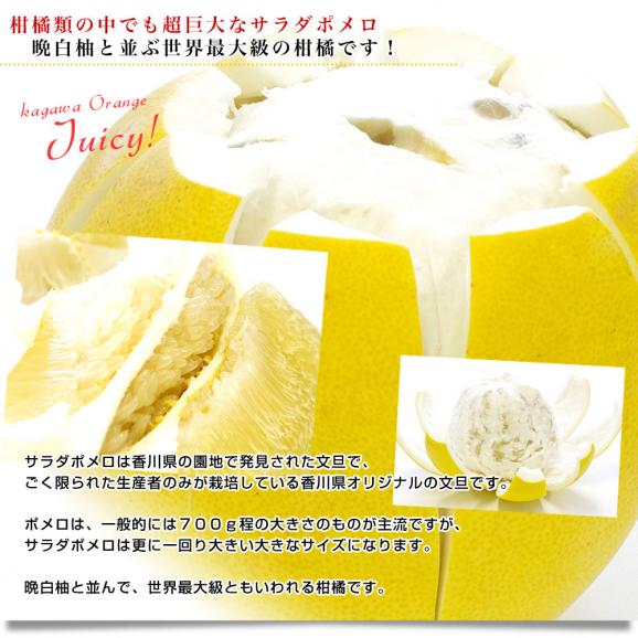 香川県より産地直送 JA香川県 オリジナル文旦 サラダポメロ 約5キロ(4玉から8玉入り) ぽめろ 文旦 讃岐 さぬき 送料無料04