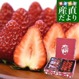 奈良県 古都華カンパニー 古都華（ことか） Lサイズ 合計約540g（270g×2パック）合計30粒前後 送料無料 いちご 苺 奈良いちご
