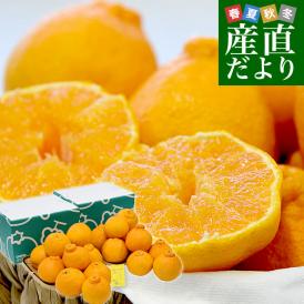 超目玉価格！本場熊本から産地直送！極旨しらぬひ！