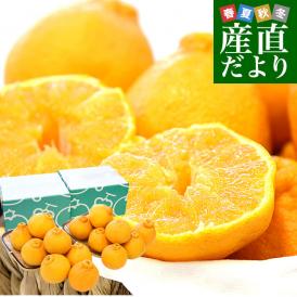 【家計応援価格！】熊本県から産地直送 熊本県産 しらぬい(不知火) 優品以上 3LからMサイズ 約2.3キロ×2箱(合計15玉から28玉前後) 送料無料 しらぬひ 柑橘