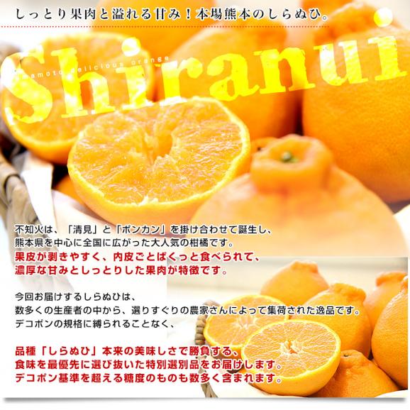 【家計応援価格！】熊本県から産地直送 熊本県産 しらぬい(不知火) 優品以上 3LからMサイズ 約2.3キロ&times;2箱(合計15玉から28玉前後) 送料無料 しらぬひ 柑橘04