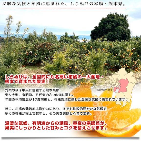 【家計応援価格！】熊本県から産地直送 熊本県産 しらぬい(不知火) 優品以上 3LからMサイズ 約2.3キロ&times;2箱(合計15玉から28玉前後) 送料無料 しらぬひ 柑橘05