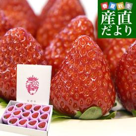 奈良県 古都華カンパニー 古都華(ことか) 化粧箱 約550g (11粒から15粒前後) 送料無料 いちご 苺 奈良いちご