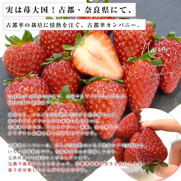 奈良県 古都華カンパニー 古都華(ことか) 化粧箱 約550g (11粒から15粒前後) 送料無料 いちご 苺 奈良いちご06