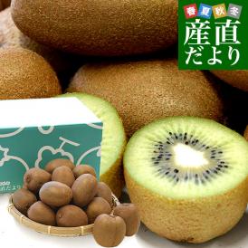 福岡県 JAふくおか八女 博多甘熟娘（はかたうれっこ）小玉 約1.5キロ(合計18玉前後) 送料無料 キウイ グリーンキウイ ヘイワード