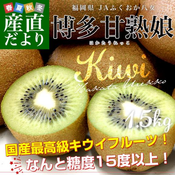 福岡県 JAふくおか八女 博多甘熟娘（はかたうれっこ）小玉 約1.5キロ(合計18玉前後) 送料無料 キウイ グリーンキウイ ヘイワード02