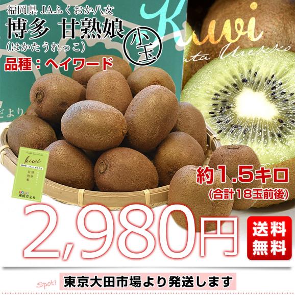 福岡県 JAふくおか八女 博多甘熟娘（はかたうれっこ）小玉 約1.5キロ(合計18玉前後) 送料無料 キウイ グリーンキウイ ヘイワード03