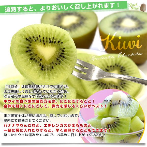 福岡県 JAふくおか八女 博多甘熟娘（はかたうれっこ）小玉 約1.5キロ(合計18玉前後) 送料無料 キウイ グリーンキウイ ヘイワード06
