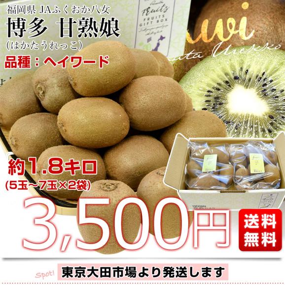 福岡県 JAふくおか八女 博多甘熟娘（はかたうれっこ）約1.8キロ（5玉から7玉入り&times;2袋） 送料無料 キウイ グリーンキウイ ヘイワード 市場発送03