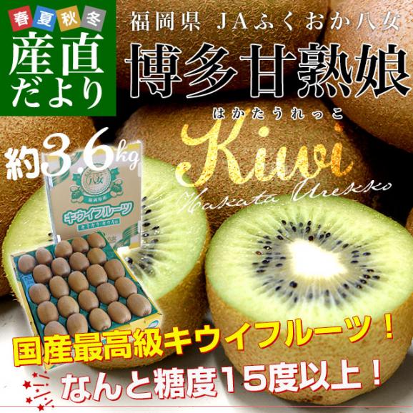 福岡県 JAふくおか八女 博多甘熟娘（はかたうれっこ）約3.6キロ（20玉から27玉） 送料無料 キウイ グリーンキウイ ヘイワード 市場発送02