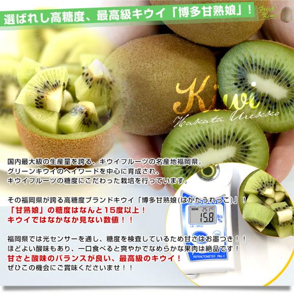 福岡県 JAふくおか八女 博多甘熟娘（はかたうれっこ）約1.8キロ 化粧箱（15玉入り）送料無料 キウイ グリーンキウイ ヘイワード04