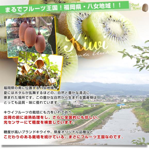 福岡県 JAふくおか八女 博多甘熟娘（はかたうれっこ）約1.8キロ 化粧箱（15玉入り）送料無料 キウイ グリーンキウイ ヘイワード05