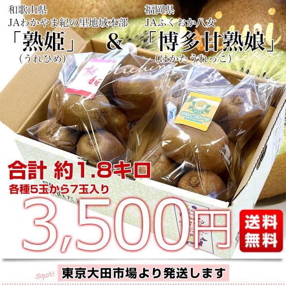 【キウイセット】和歌山県JAわかやま紀の里地域本部 「熟姫(うれひめ)」+福岡県JAふくおか八女「博多甘熟娘(はかたうれっこ)」合計約1.8キロ(5玉から7玉×2袋)送料無料 市場発送03