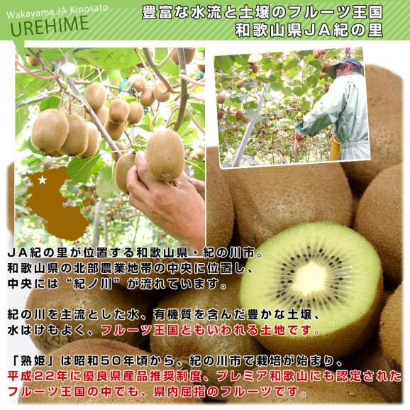 【キウイセット】和歌山県JA紀の里「熟姫(うれひめ)」+福岡県JAふくおか八女「博多甘熟娘(はかたうれっこ)」合計約1.8キロ（5玉から7玉&times;2袋）送料無料 市場発送06