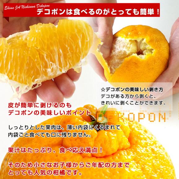 愛媛県 JAにしうわ デコポン 優品 3LからLサイズ 約5キロ（18玉から24玉前後）送料無料 でこぽん 柑橘 オレンジ 西宇和 八幡浜05
