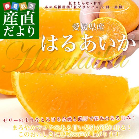 愛媛県産「はるあいか」ご家庭用 約2.5キロ2LからLサイズ(10玉から14玉前後入り) 送料無料 柑橘 紅まどんな 甘平 市場発送02