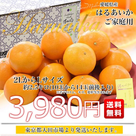 愛媛県産「はるあいか」ご家庭用 約2.5キロ2LからLサイズ(10玉から14玉前後入り) 送料無料 柑橘 紅まどんな 甘平 市場発送03