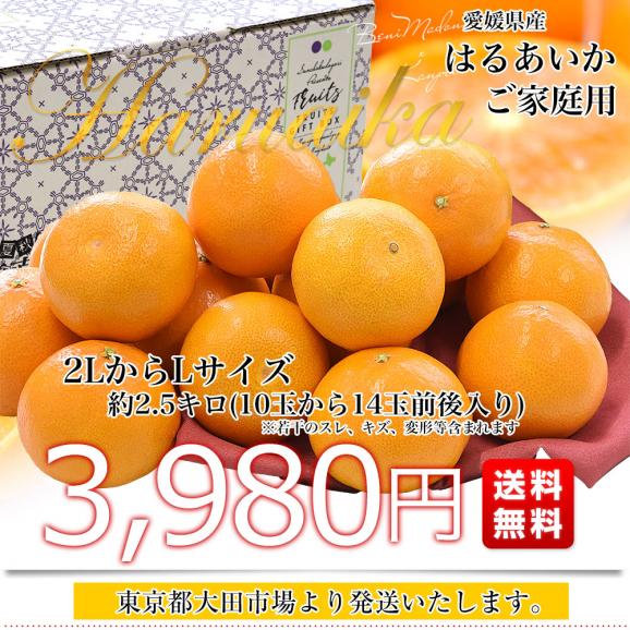 愛媛県産「はるあいか」ご家庭用 約2.5キロ2LからLサイズ(10玉から14玉前後入り) 送料無料 柑橘 紅まどんな 甘平 市場発送03