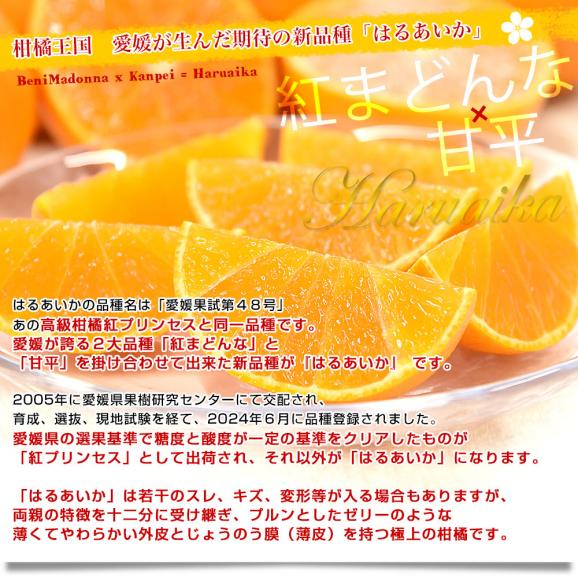 愛媛県産「はるあいか」ご家庭用 約2.5キロ2LからLサイズ(10玉から14玉前後入り) 送料無料 柑橘 紅まどんな 甘平 市場発送04
