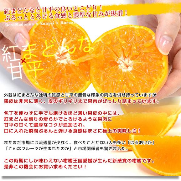 愛媛県産「はるあいか」ご家庭用 約2.5キロ2LからLサイズ(10玉から14玉前後入り) 送料無料 柑橘 紅まどんな 甘平 市場発送05