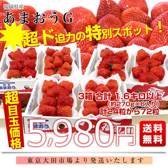福岡県産 超盛りあまおう G たっぷり3箱 合計1.6キロ以上（約270g&times;6入り）計24粒から72粒 送料無料 アマオウ いちご 苺 イチゴ スポット03