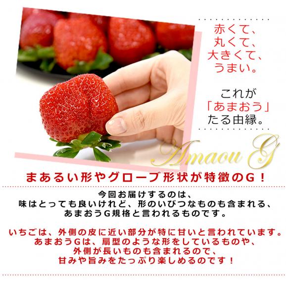 福岡県産 超盛りあまおう G たっぷり3箱 合計1.6キロ以上（約270g&times;6入り）計24粒から72粒 送料無料 アマオウ いちご 苺 イチゴ スポット04