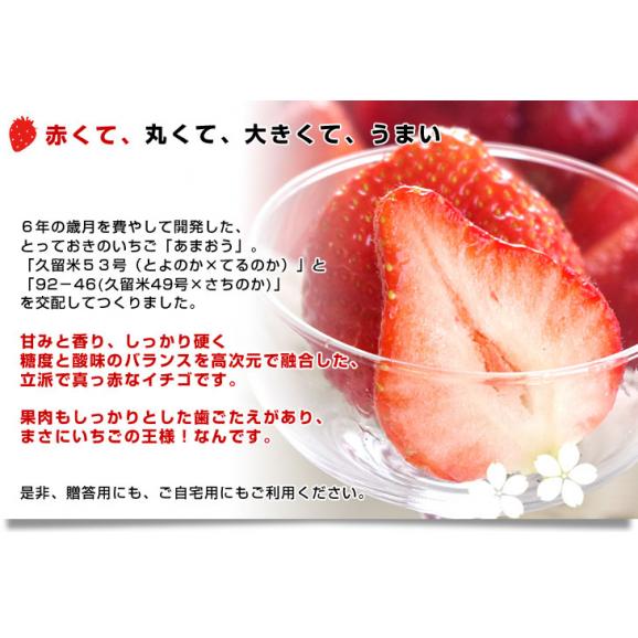 福岡県産 超盛りあまおう G たっぷり3箱 合計1.6キロ以上（約270g&times;6入り）計24粒から72粒 送料無料 アマオウ いちご 苺 イチゴ スポット06