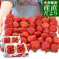 福岡県産 超盛りあまおう G たっぷり2箱 合計1キロ以上(約270g×4入り)計16粒から48粒 送料無料 アマオウ いちご 苺 イチゴ スポット